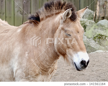 Przewalski horse with serene expression. Detailed portrait emphasizing gentle eyes and textured coat of horse 141561164