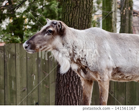 Reindeer silhouette depicted. Calm reindeer with mottled coat standing beside wooded enclosure fence Reindeer silhouette depicted. Calm reindeer with mottled coat standing beside wooded enclosure fence 141561167
