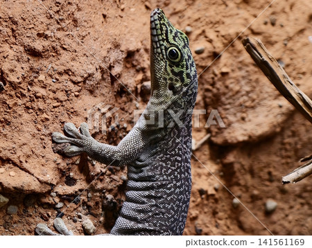 Colorful lizard fixed on rough clay wall. Decorative desert lizard clinging tightly to weathered terrain Colorful lizard fixed on rough clay wall. Decorative desert lizard clinging tightly to weathered terrain 141561169