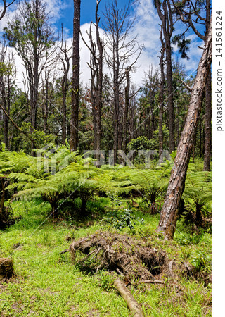 Tropical Pine Forest with Lush Giant Tree Ferns, Mauritius Tropical Pine Forest with Lush Giant Tree Ferns, Mauritius 141561224
