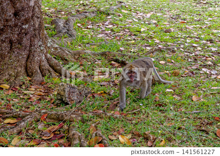 Mauritius Wildlife Macaque Family Feeding on Forest Floor Mauritius Wildlife Macaque Family Feeding on Forest Floor 141561227