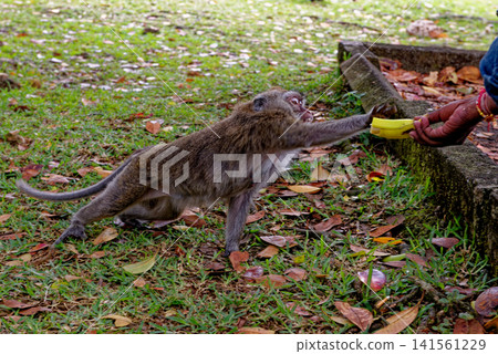 Mauritius Wildlife Macaque Family Feeding on Forest Floor Mauritius Wildlife Macaque Family Feeding on Forest Floor 141561229