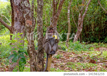 Mauritius Wildlife Macaque Family Feeding on Forest Floor Mauritius Wildlife Macaque Family Feeding on Forest Floor 141561233