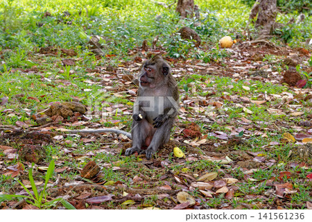 Mauritius Wildlife Macaque Family Feeding on Forest Floor Mauritius Wildlife Macaque Family Feeding on Forest Floor 141561236
