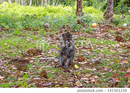 Mauritius Wildlife Macaque Family Feeding on Forest Floor Mauritius Wildlife Macaque Family Feeding on Forest Floor 141561238