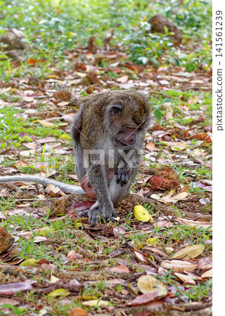 Mauritius Wildlife Macaque Family Feeding on Forest Floor Mauritius Wildlife Macaque Family Feeding on Forest Floor 141561239