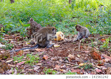 Mauritius Wildlife Macaque Family Feeding on Forest Floor Mauritius Wildlife Macaque Family Feeding on Forest Floor 141561242