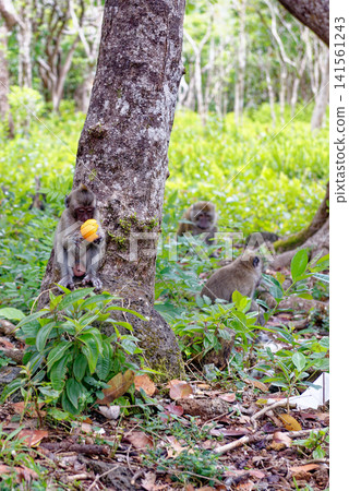 Mauritius Wildlife Macaque Family Feeding on Forest Floor Mauritius Wildlife Macaque Family Feeding on Forest Floor 141561243