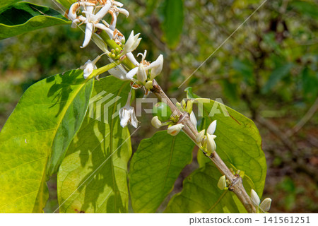 Macro Close-Up of Blooming Coffee Tree Blossoms in Mauritius Macro Close-Up of Blooming Coffee Tree Blossoms in Mauritius 141561251
