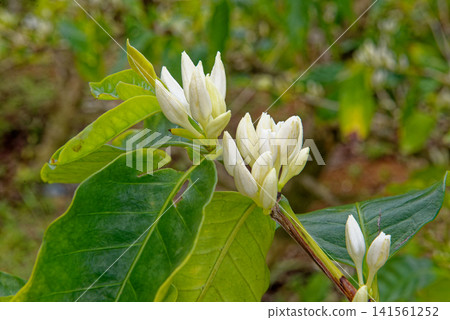 Macro Close-Up of Blooming Coffee Tree Blossoms in Mauritius Macro Close-Up of Blooming Coffee Tree Blossoms in Mauritius 141561252