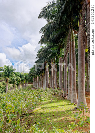 Avenue of Tall Royal Palm Trees on a Plantation in Mauritius Avenue of Tall Royal Palm Trees on a Plantation in Mauritius 141561253