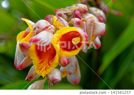 Shell Ginger Alpinia Zerumbet Tropical Flower in Mauritius Shell Ginger Alpinia Zerumbet Tropical Flower in Mauritius 141561257