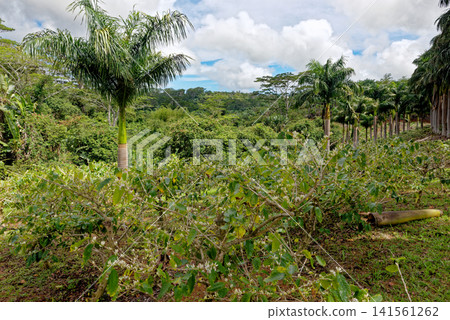 Blooming Arabica Coffee Plants in Mauritius Plantation Blooming Arabica Coffee Plants in Mauritius Plantation 141561262