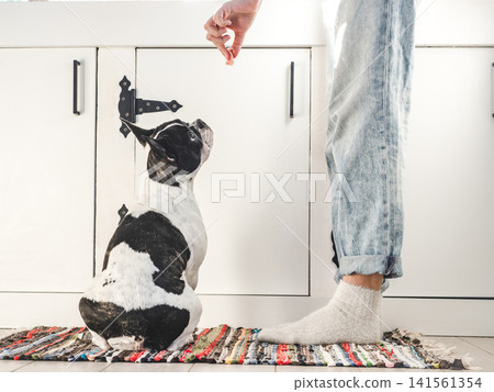 Woman feeding treat to French Bulldog during training Woman feeding treat to French Bulldog during training 141561354