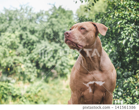 Brown dog sits against a backdrop of green foliage Brown dog sits against a backdrop of green foliage 141561386