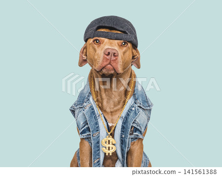 Charming dog with gold dollar sign chain Charming dog with gold dollar sign chain 141561388
