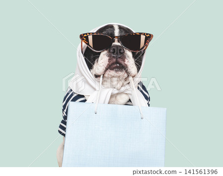 Cute French bulldog wearing sunglasses and a scarf Cute French bulldog wearing sunglasses and a scarf 141561396