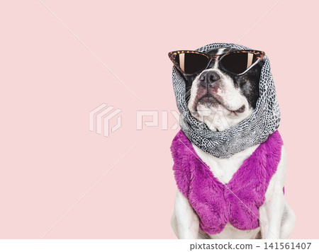 Cute French bulldog wearing sunglasses and a scarf 141561407