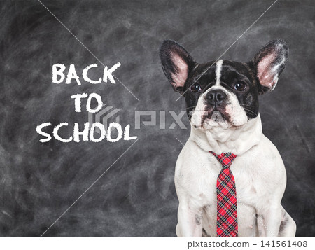 Cute French bulldog sits by chalkboard Cute French bulldog sits by chalkboard 141561408