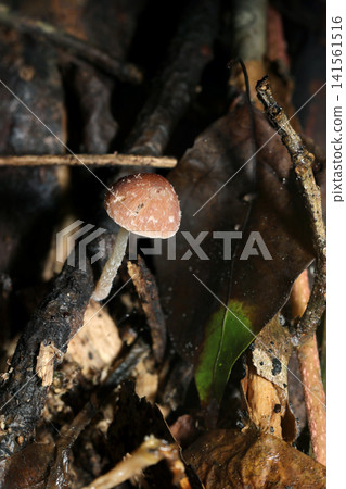 A cute little *Pholiota nameko* mushroom growing beside a decaying log (Macro photography of fungi and mushroom ecology in the Japanese outdoor field) A cute little *Pholiota nameko* mushroom growing beside a decaying log (Macro photography of fungi and mushroom ecology in the Japanese outdoor field) 141561516