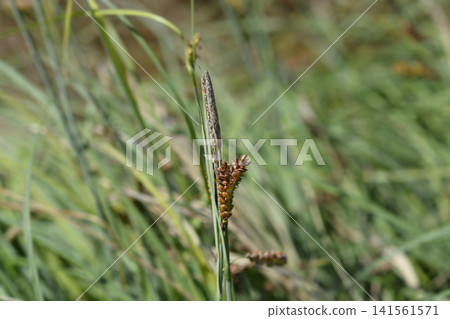 Blue Zinger Sedge Grass Inflorescence Blue Zinger Sedge Grass Inflorescence 141561571