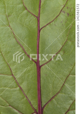 Beetroot Leaf Veins Closeup 141561572