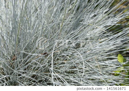 Blue fescue Compacta Blue 141561671