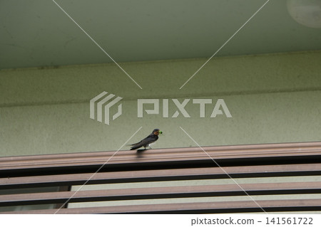 A swallow perches on the balcony with food in its beak. A swallow perches on the balcony with food in its beak. 141561722