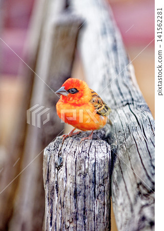 Red Fody Bird on Fence at the Seven Coloured Earths Dunes in Chamarel, Mauritius Red Fody Bird on Fence at the Seven Coloured Earths Dunes in Chamarel, Mauritius 141562281