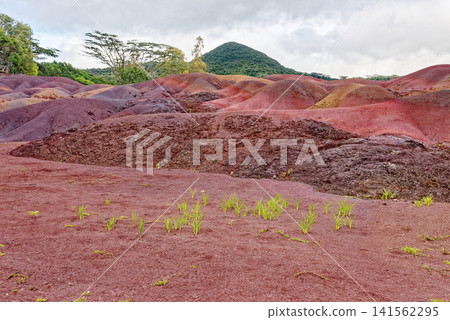 The Famous Seven Coloured Earths Volcanic Dunes in Chamarel, Mauritius The Famous Seven Coloured Earths Volcanic Dunes in Chamarel, Mauritius 141562295