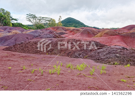 The Famous Seven Coloured Earths Volcanic Dunes in Chamarel, Mauritius The Famous Seven Coloured Earths Volcanic Dunes in Chamarel, Mauritius 141562296