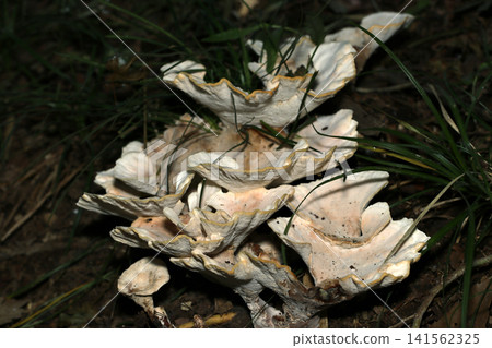 A large cluster of pale white, varying shades of *Ningyotake* mushrooms in the bushes. A large cluster of pale white, varying shades of *Ningyotake* mushrooms in the bushes. 141562325