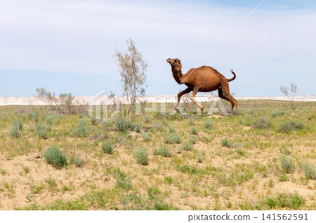 Camel running across grassy landscape under blue sky in desert region 141562591