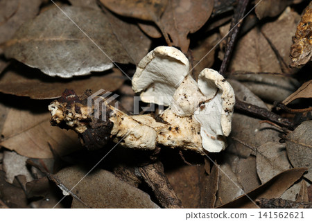 A side view of the pale white, varying shades of *Ningyotake* mushroom (Japanese outdoor field fungus/mushroom ecology macro photography). 141562621