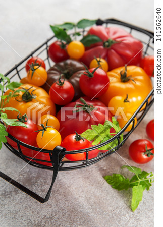 Fresh organic heirloom tomatoes in harvest basket from garden Fresh organic heirloom tomatoes in harvest basket from garden 141562640