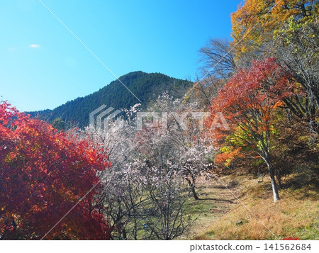 Winter cherry blossoms and autumn leaves at Jomine Park Winter cherry blossoms and autumn leaves at Jomine Park 141562684