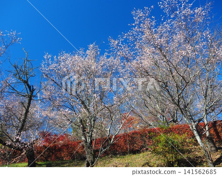 Winter cherry blossoms and autumn leaves at Jomine Park Winter cherry blossoms and autumn leaves at Jomine Park 141562685