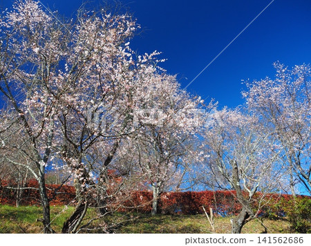 Winter cherry blossoms and autumn leaves at Jomine Park Winter cherry blossoms and autumn leaves at Jomine Park 141562686