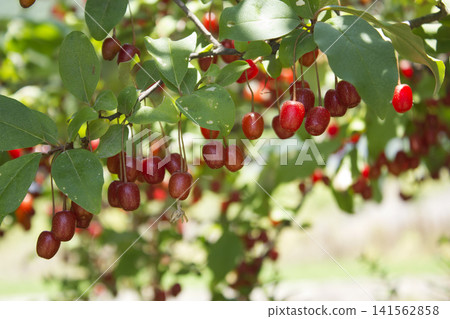 Ripe Autumn Olive Berries (Elaeagnus Umbellata) growing on a branch . oleaster Ripe Autumn Olive Berries (Elaeagnus Umbellata) growing on a branch . oleaster 141562858