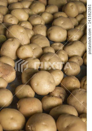 Fresh potatoes on the farm. Fresh potatoes on the farm. 141562861