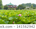 Ueno Park Shinobazu Pond Hass 141562942