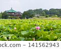 Ueno Park Shinobazu Pond Hass 141562943