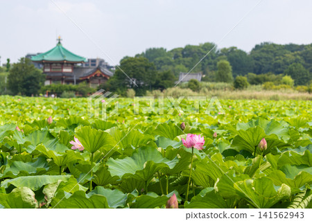 Ueno Park Shinobazu Pond Hass 141562943