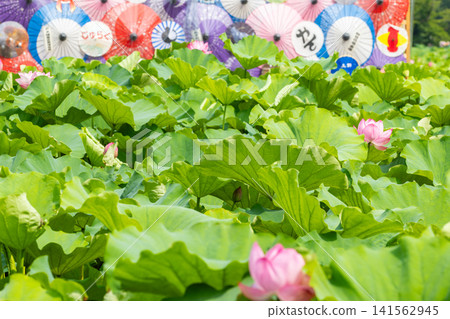 Ueno Park Shinobazu Pond Hass 141562945