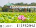 Ueno Park Shinobazu Pond Hass 141562948