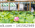 Ueno Park Shinobazu Pond Hass 141562949