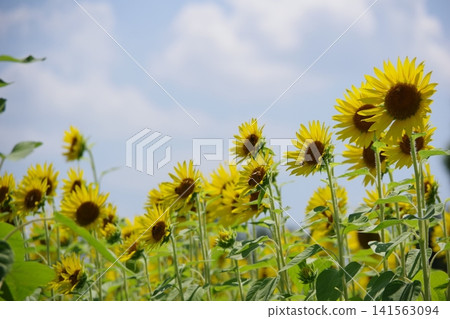Speaking of summer flowers, yellow sunflower Speaking of summer flowers, yellow sunflower 141563094