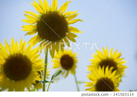 Speaking of summer flowers, yellow sunflower Speaking of summer flowers, yellow sunflower 141563114