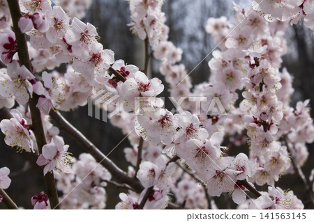 Apricot flower on nature background 141563145