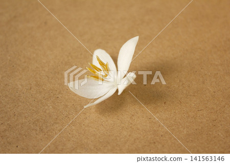 It is a wooden board background and Styrax japonica flowers. It is a wooden board background and Styrax japonica flowers. 141563146